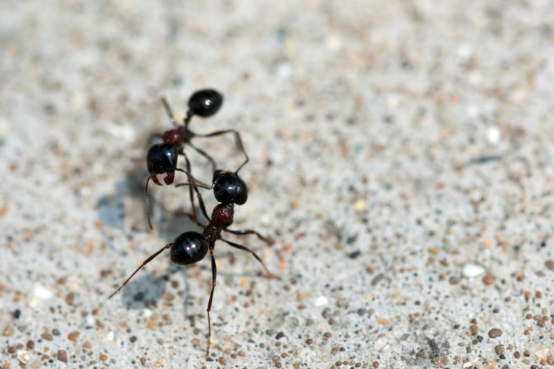 Ant Pest Control Methods That Target Colonies At The Source