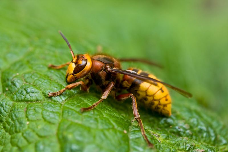 Baldfaced Hornet Removal