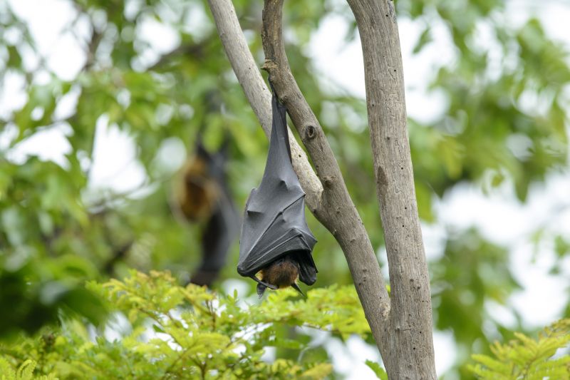Bat Infestation Service