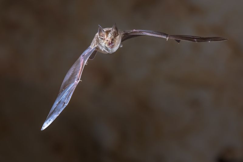 Bat Infestation Service