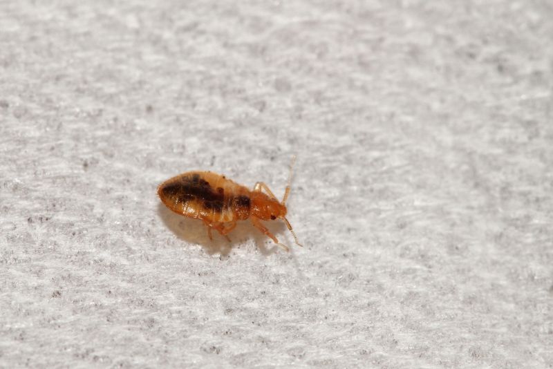 Bed Bug Removal