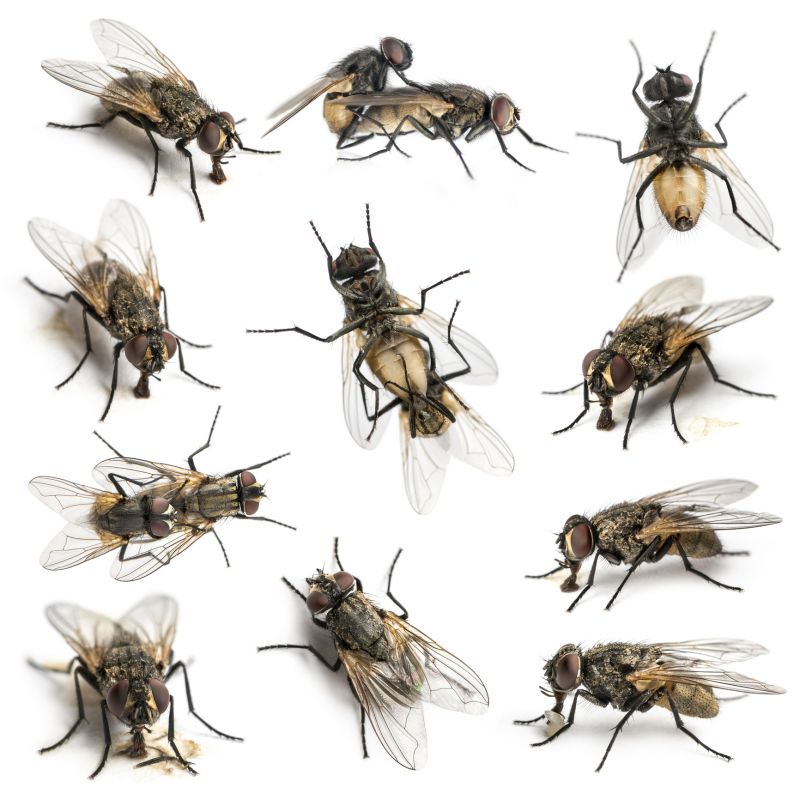 Fly And Mosquito Control Strategies