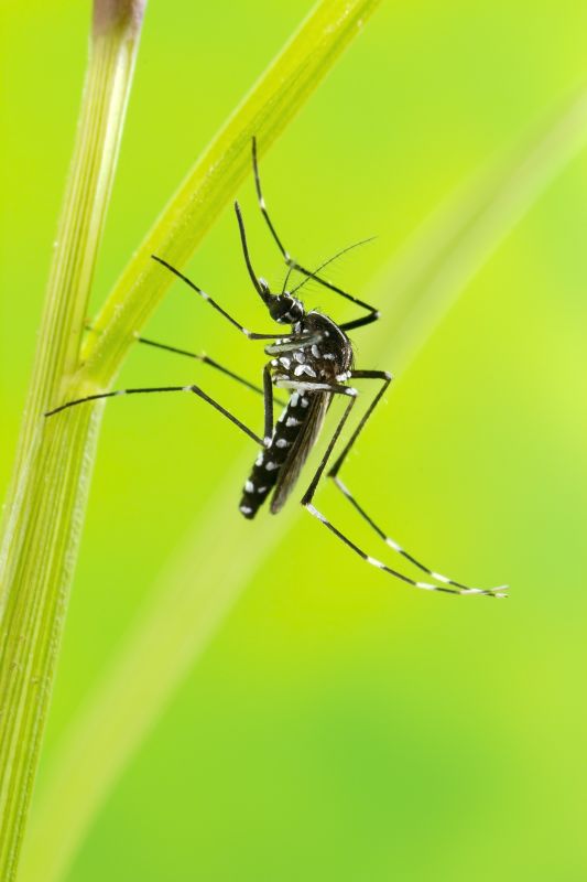 Fly And Mosquito Prevention Tips For Properties