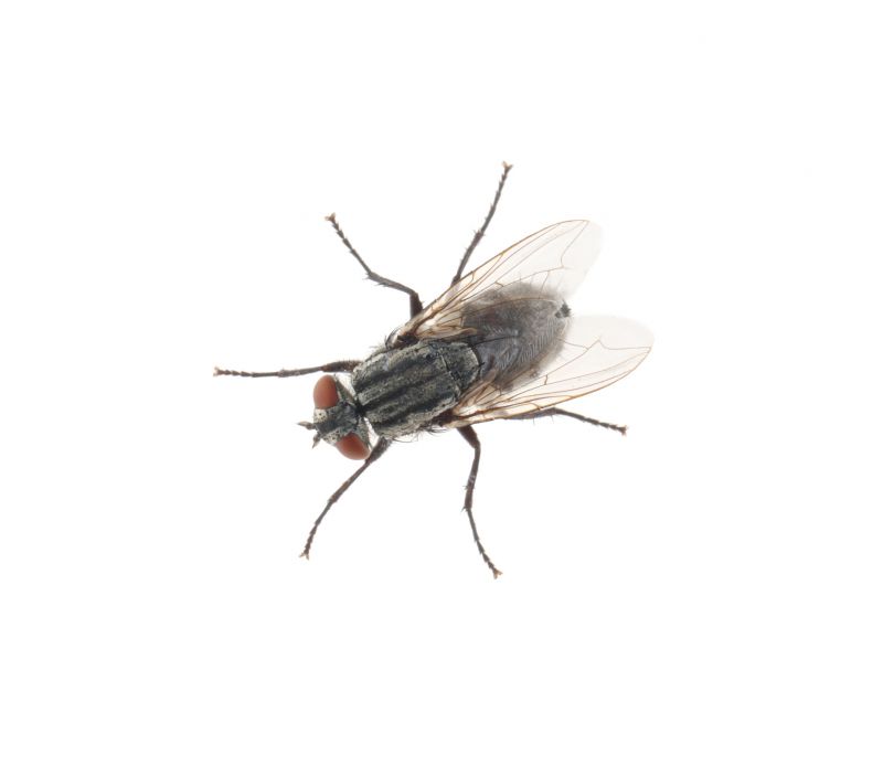 Fly Extermination project example