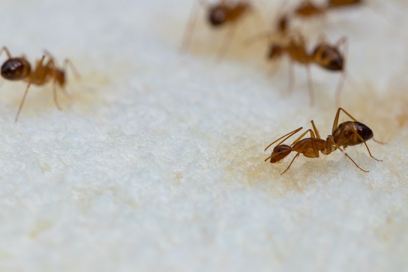 Seasonal Ant Activity And When To Schedule Pest Control Service