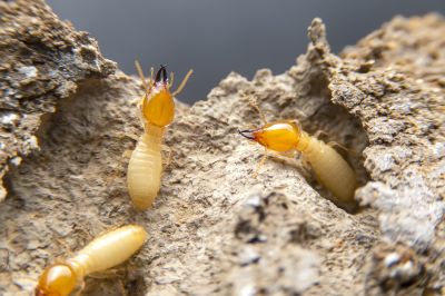 Termite Inspection Service