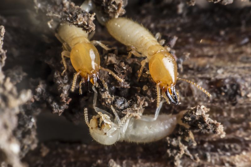 Termite Service