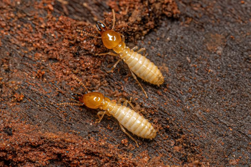 Termite Treatment Service