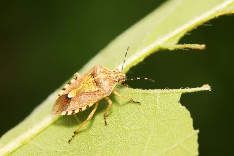 Why Professional Stinkbug Pest Control Is More Effective Than Diy Methods
