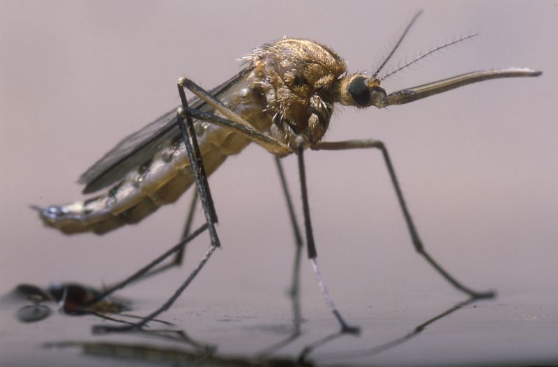 Why Spring Fly And Mosquito Pest Control Matters