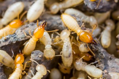 Winged Termite Extermination