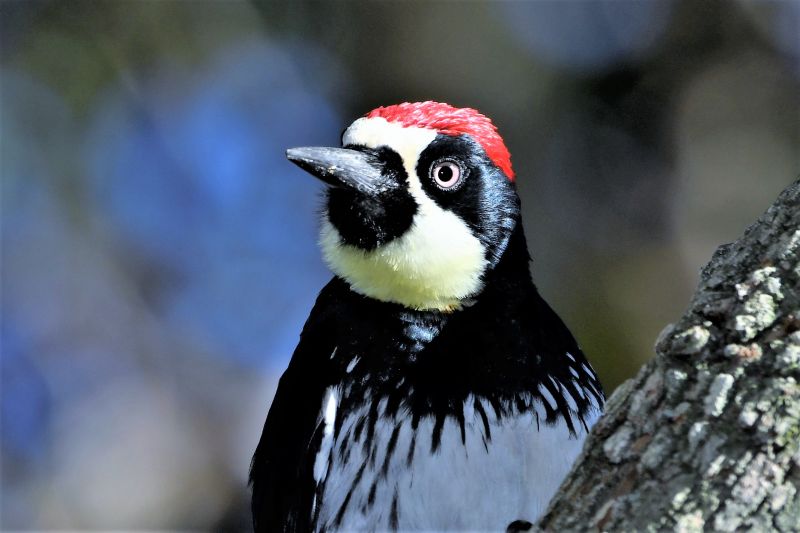 Woodpecker Removal Service